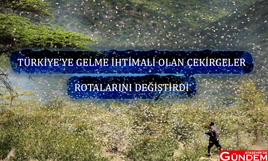TÜRKİYE İÇİN SEVİNDİRİCİ HABER ÇEKİRGE SÜRÜSÜ